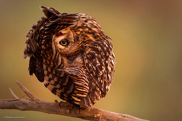 Mohammad Korshed Beautiful Bizarre Owl Photography