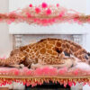 Julia deVille Taxidermy Jeweller Taxidermy