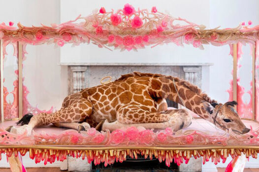 Julia deVille Taxidermy Jeweller Taxidermy