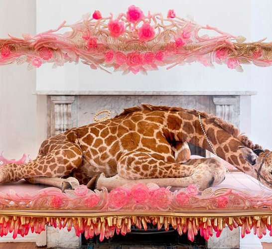 Julia deVille Taxidermy Jeweller Taxidermy
