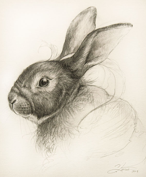Hannah Yata rabbit drawing