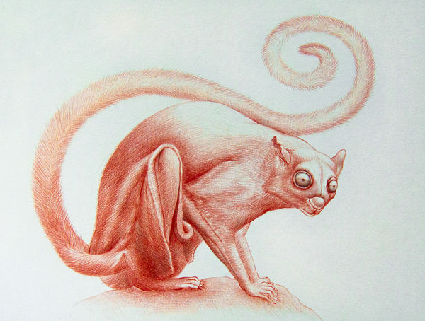 Jean-Pierre Arboleda animal drawing