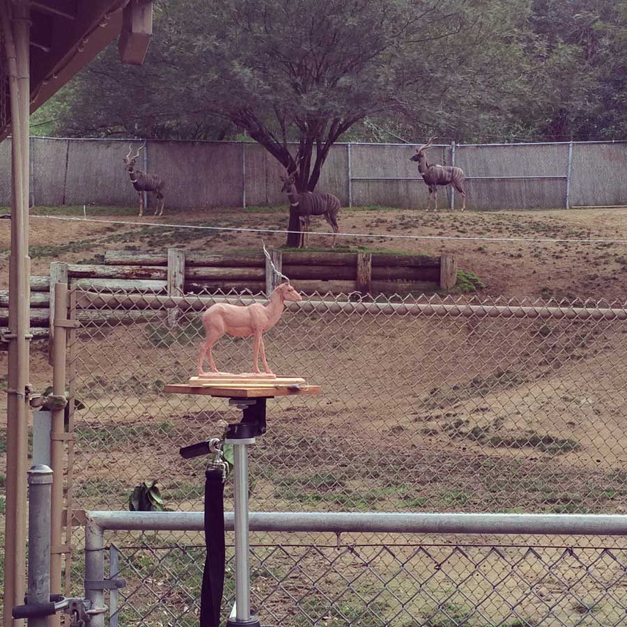 Adam Matano sculpting at the zoo