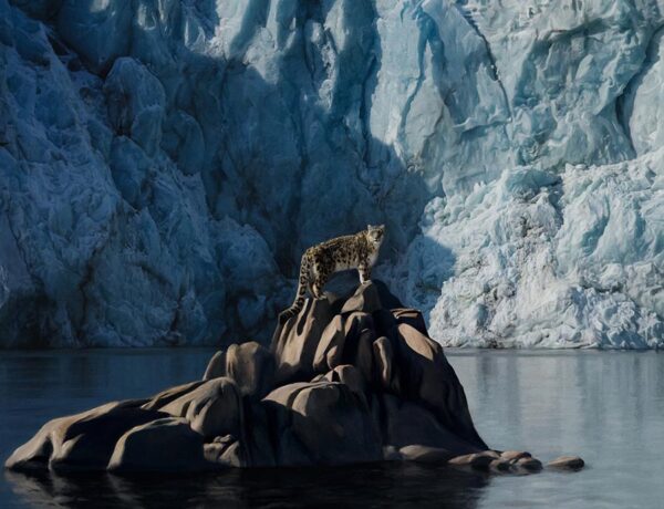 Antoine-Dutilh-cheetah-icebergs-art-prize-2020