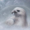 Ricky Schaede white bird