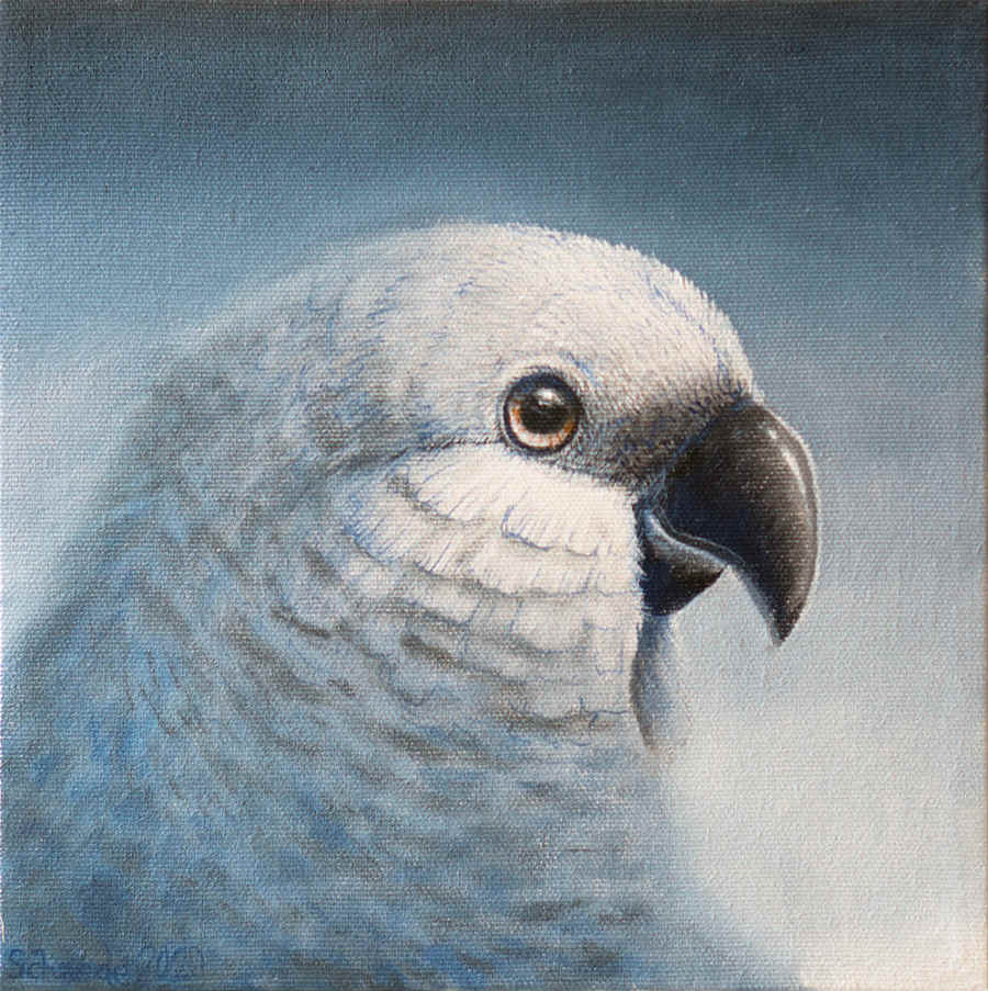 Ricky Schaede white bird