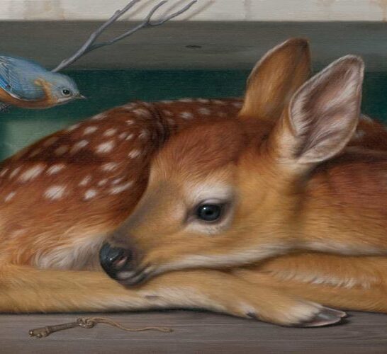 phillip-singer-fawn