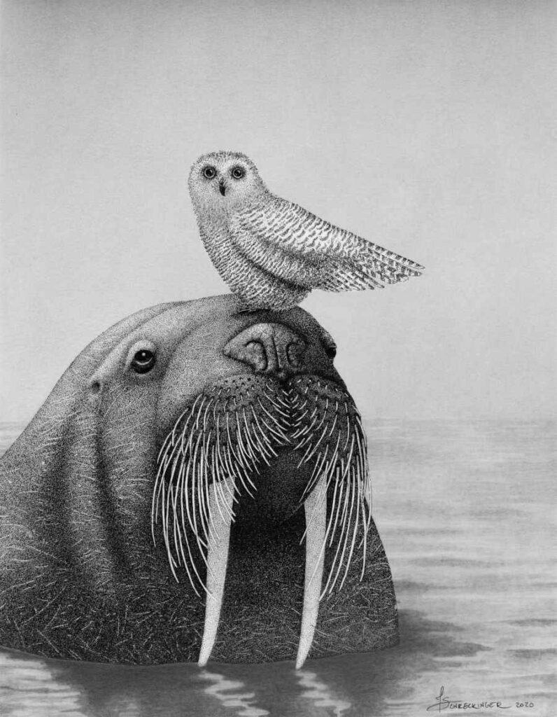 Black white walrus illustration animal