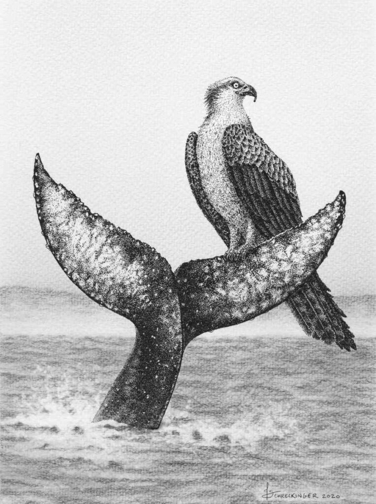 Juliet Schreckinger osprey bird and whale