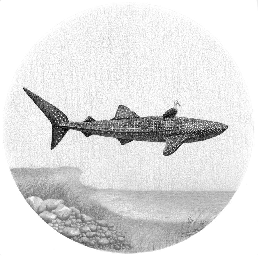 Juliet Schreckinger floating shark illustration