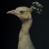 Brad-Woodfin-bird