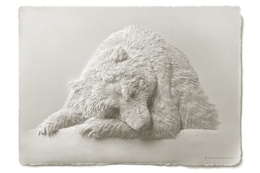 Calvin-Nicholls-bear