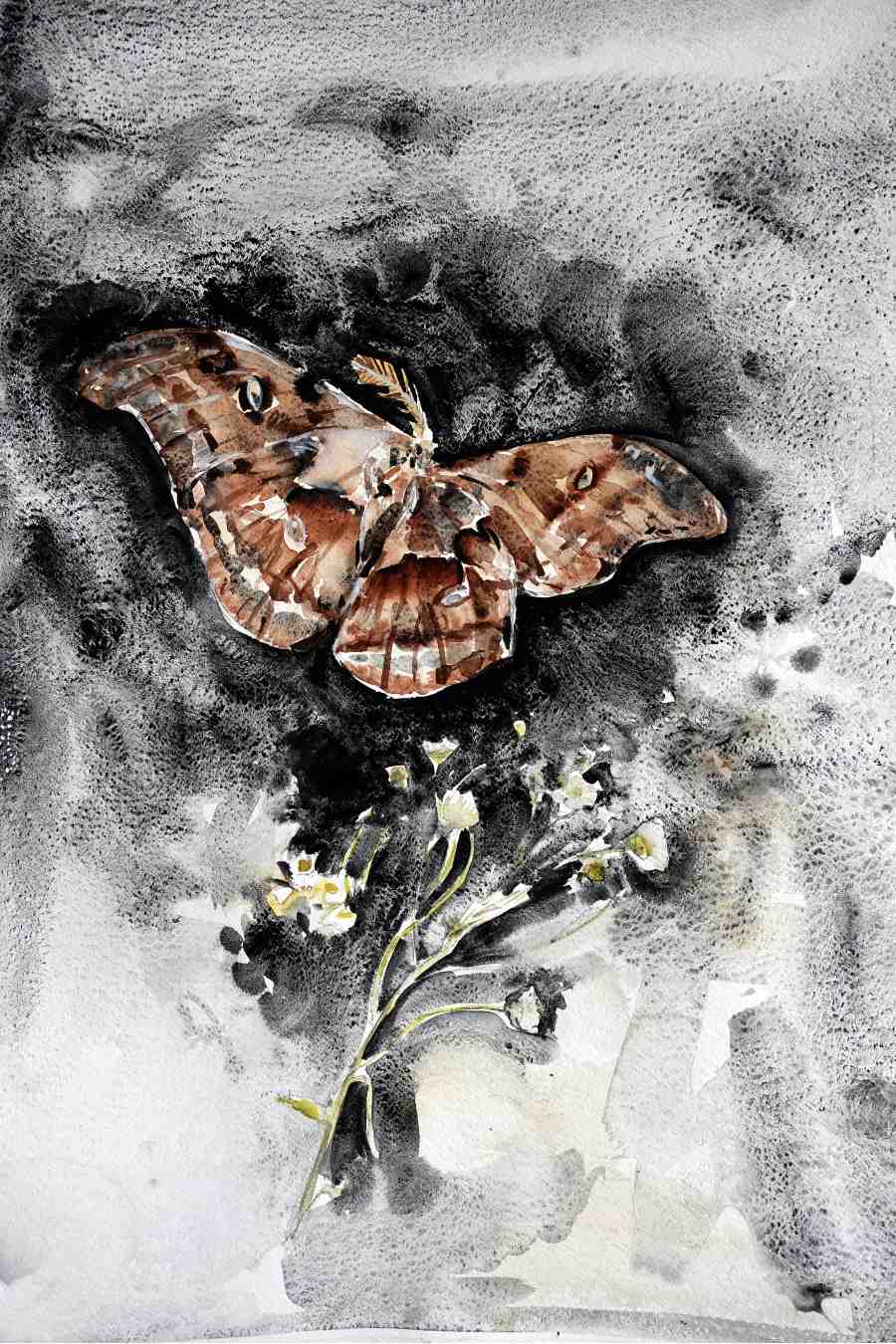 Ekaterina-Popova-Watercolor-Moth