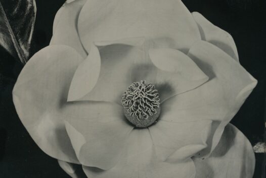 will-gibson-flower