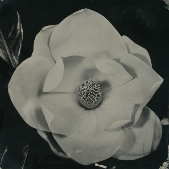 will-gibson-flower