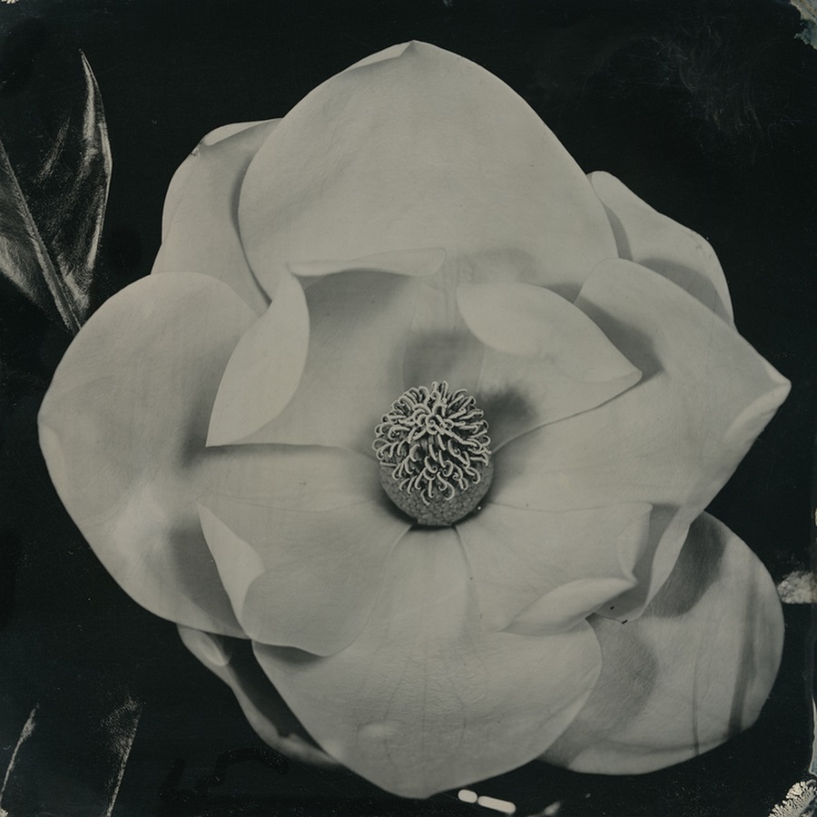 will-gibson-flower