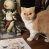 Jesus-Aguado-Beautiful-Bizarre-Kitty-Mascott