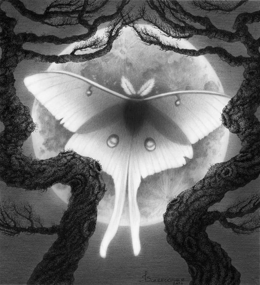 Juliet Schreckinger luna moth