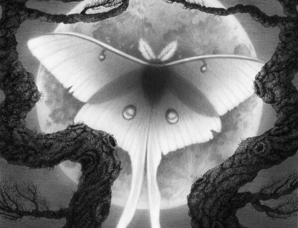 Juliet-Schreckinger-Luna-Moth-feature