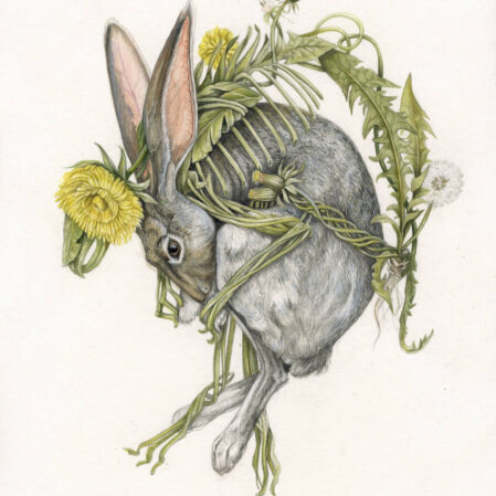 christina-Mrozik-rabbit