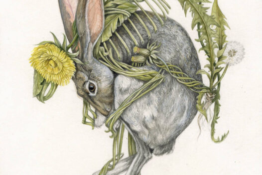 christina-Mrozik-rabbit