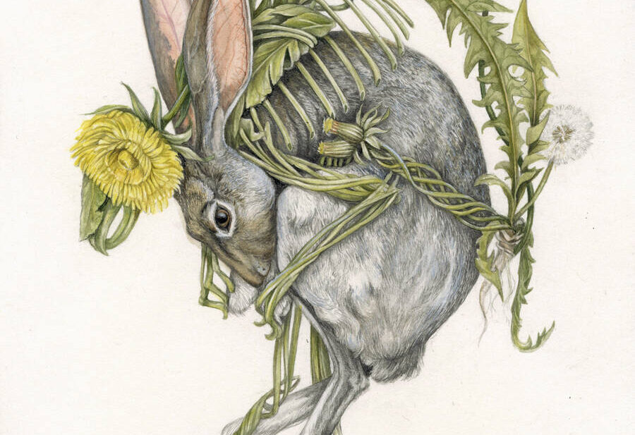 christina-Mrozik-rabbit