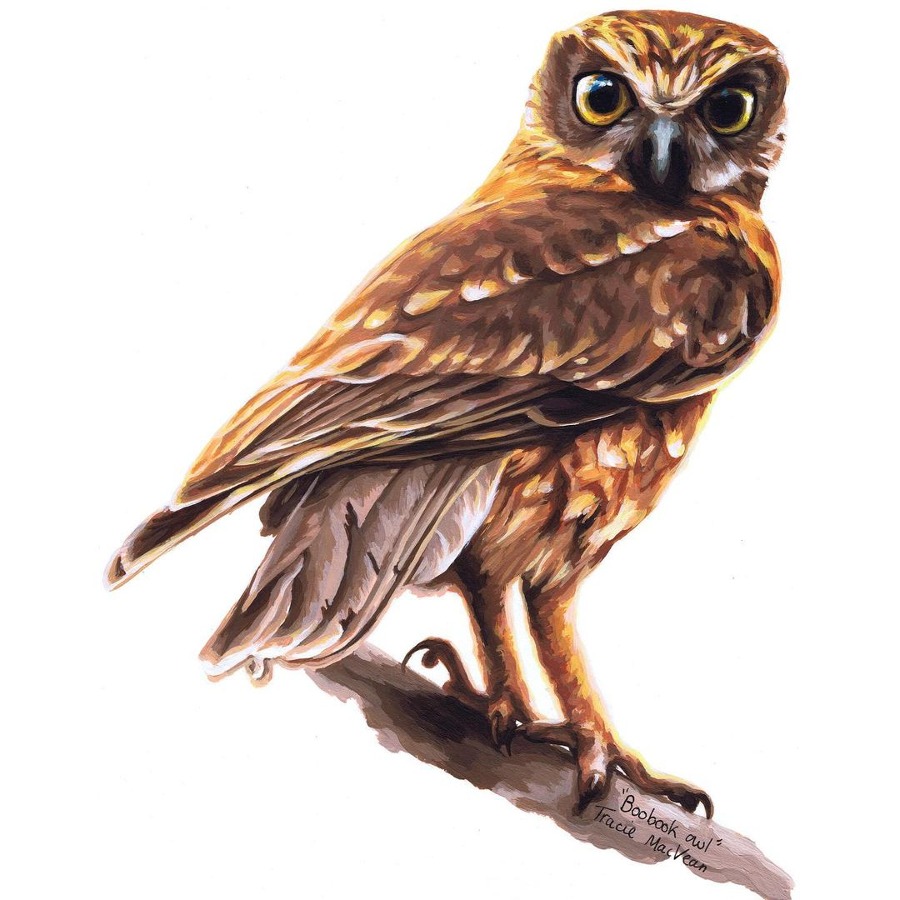 Tracie-MacVean-Owl