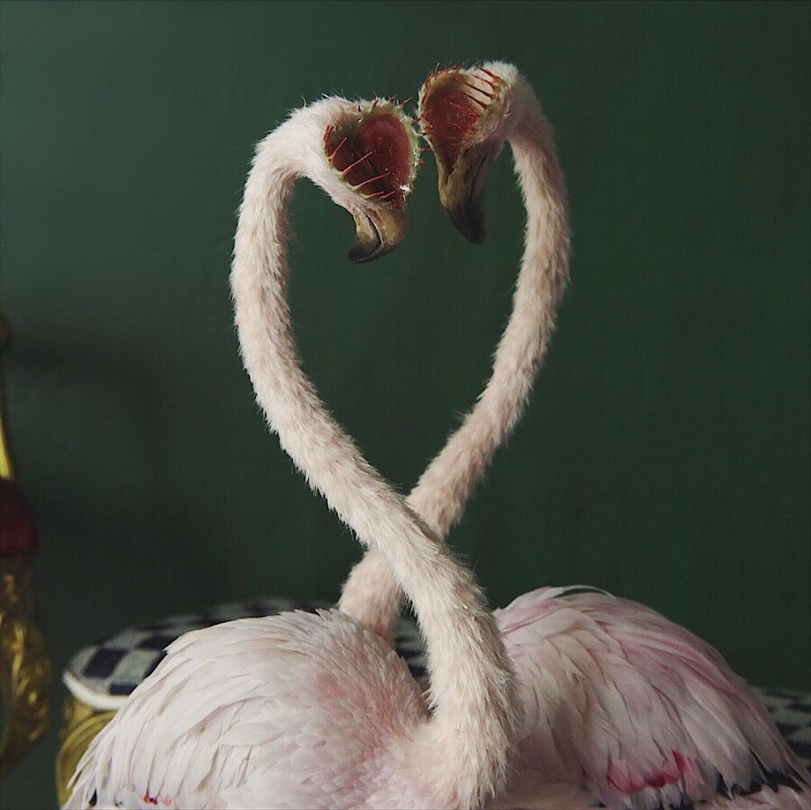 dd-anne-flamingo
