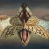 Alexis-Trice-Moth-Oil-Painting