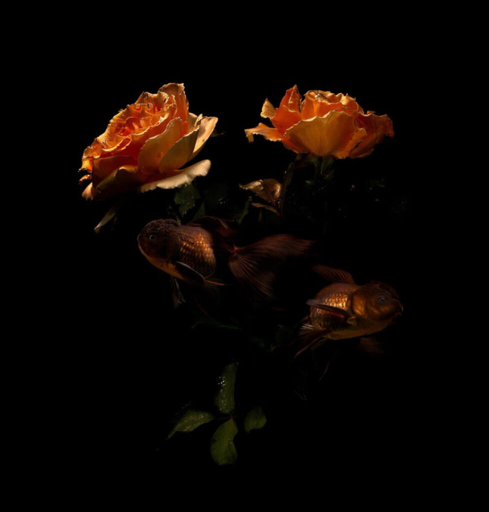 lilli-waters-orange-roses