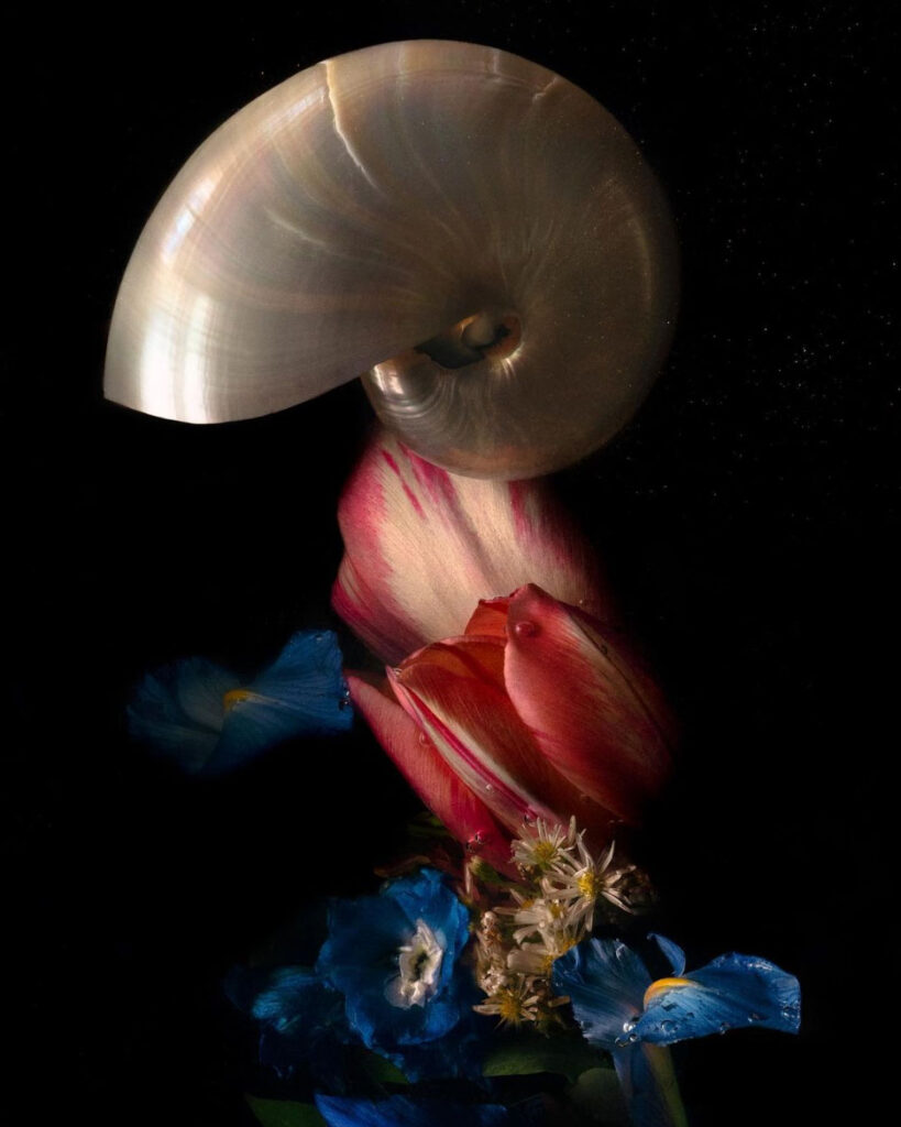 lilli-waters-tulip