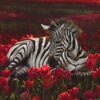 Hallie-Packard-zebra