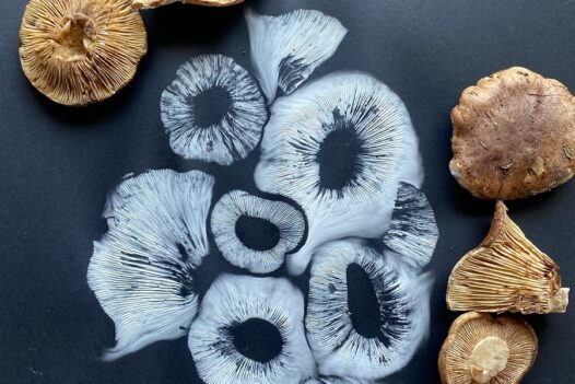 Tracie-MacVean-fungi-art