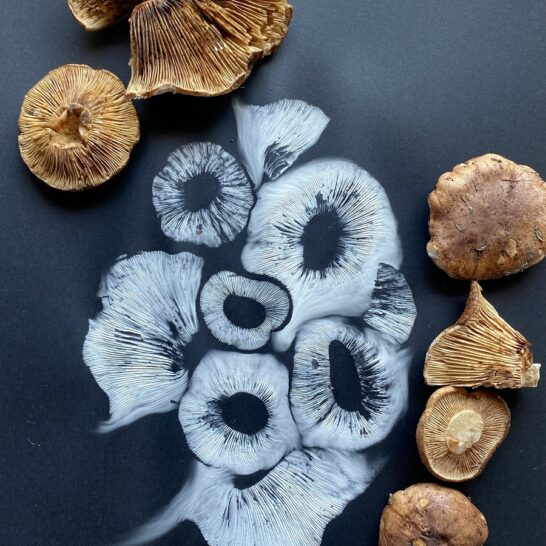Tracie-MacVean-fungi-art