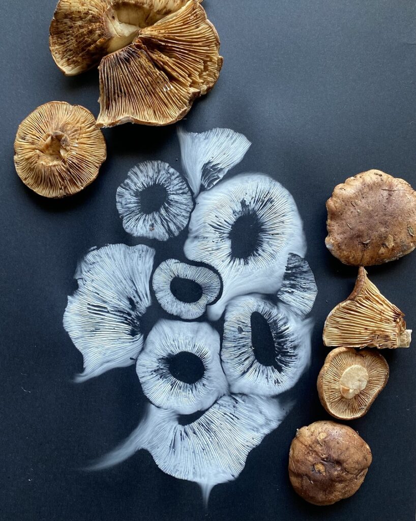 Tracie-MacVean-fungi-art