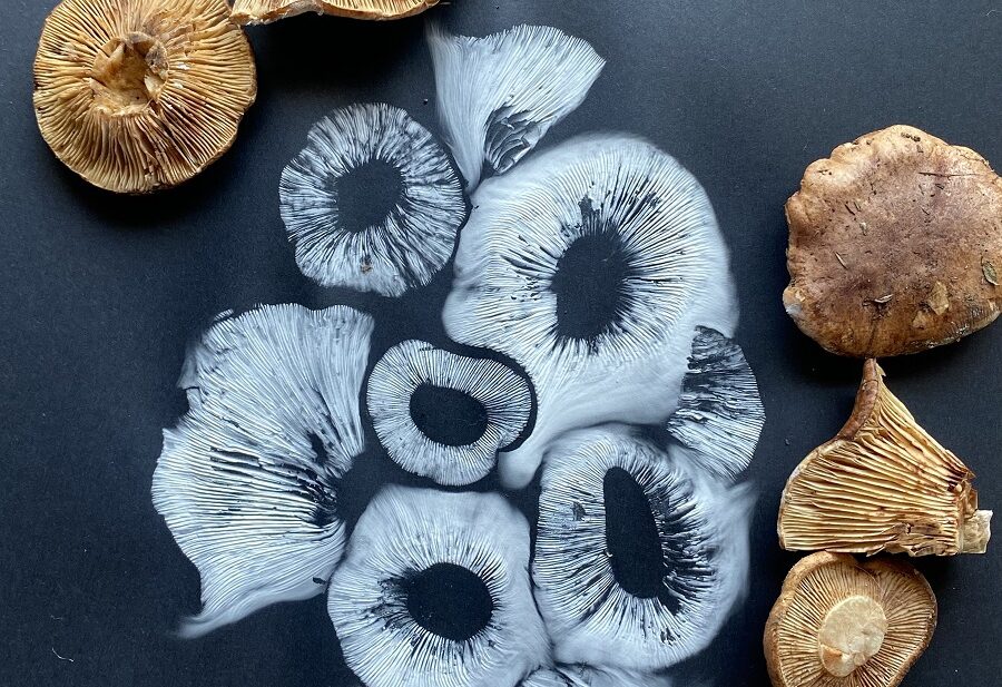 Tracie-MacVean-fungi-art