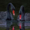 black-magic-swapnil-nevgi