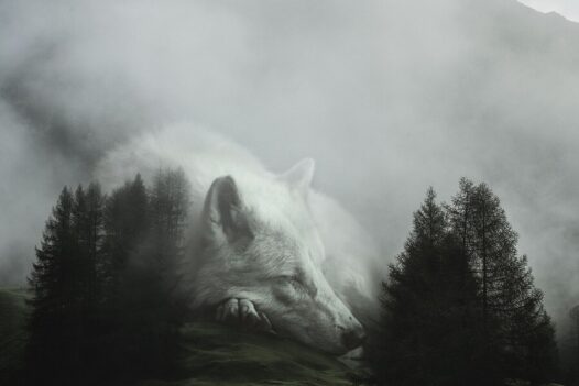 ted-chin-wolf
