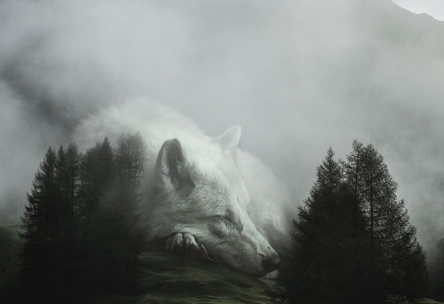 ted-chin-wolf
