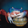 Lorena-Kloosterboer-crab