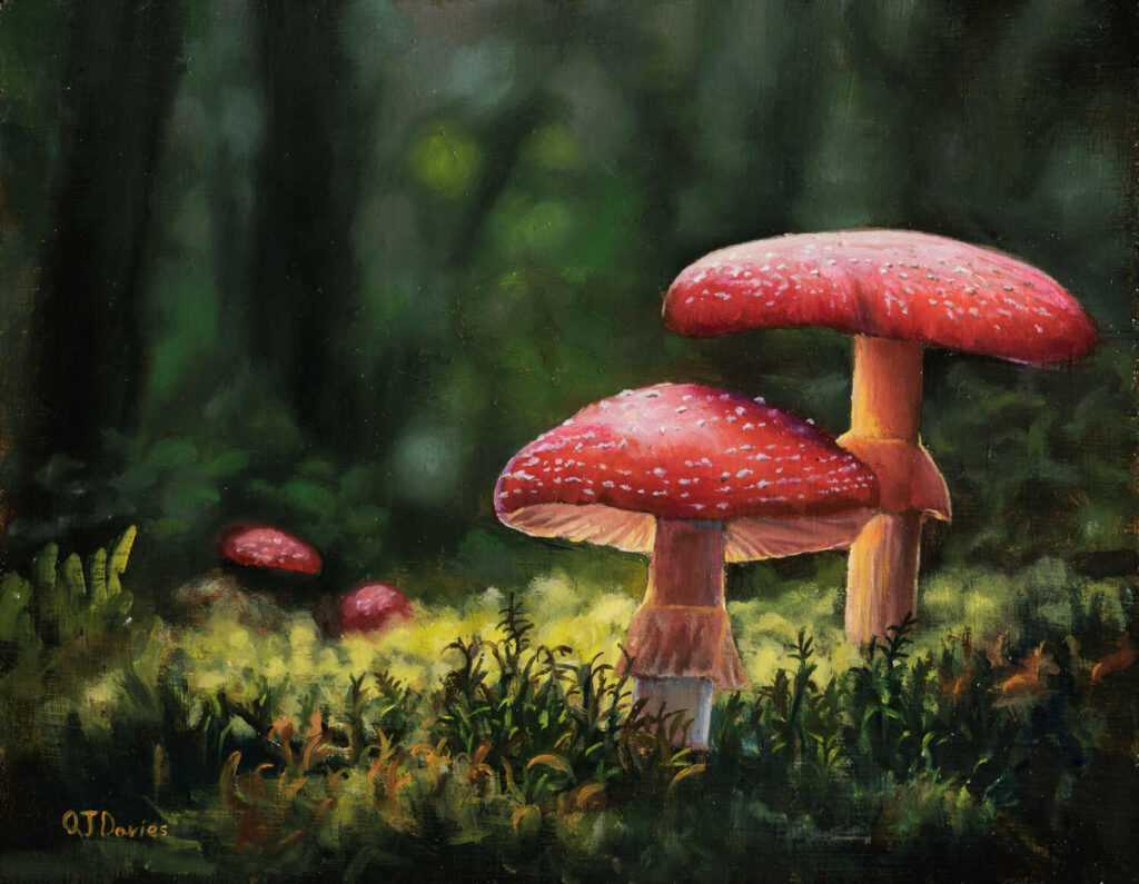 Quintin-Davies-Hidden-Fly-Agarics