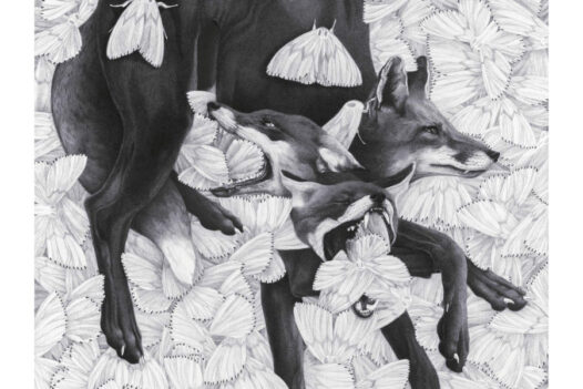 Sara-Baun-Fox