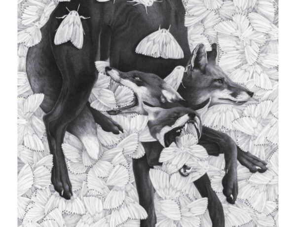 Sara-Baun-Fox
