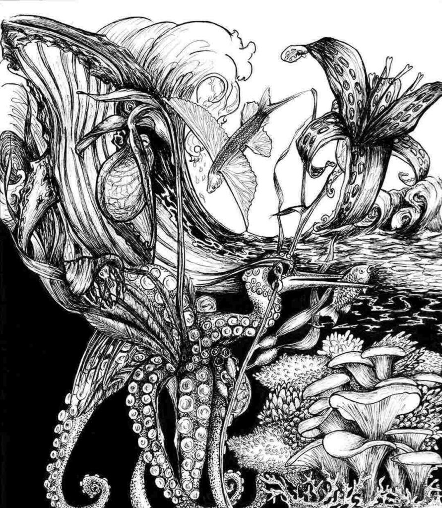 Nabo-Ilustration-2