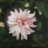 Pritha-Bhadra-Dahlia